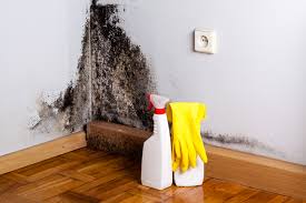 Best Industrial Mold Remediation  in Palmview, TX